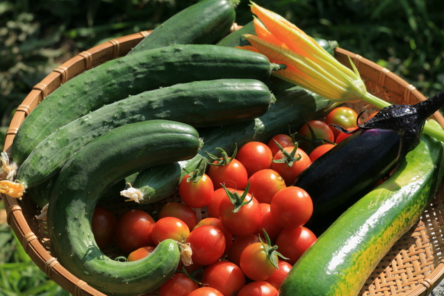 貸し農園レンタルファームの様子